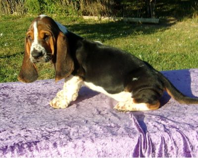 5 Male and 1 Female Basset Hound Puppies for Sale