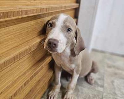 Bitty Boy - Terrier (Unknown Type, Medium) Male Dog for Adoption