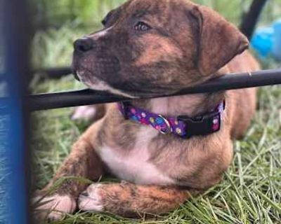 Duckie - American Pit Bull Terrier/German Shepherd Dog Mix Female Puppy for Adoption