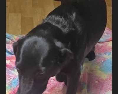 Ebony - Female Puppy Lab mix for Adoption