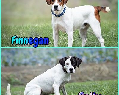 Finnegan and Rolly - Hound (Unknown Type) Dog for Adoption