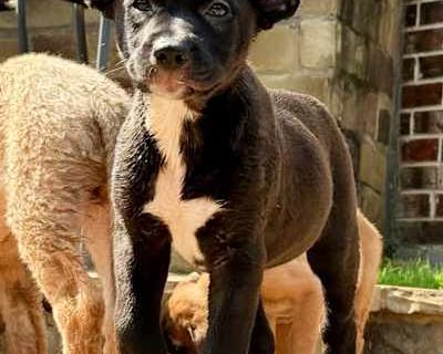 Ash - German Shepherd Dog Female Puppy for Adoption