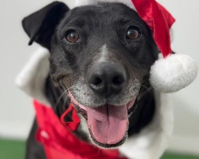 Exciting News: This adorable pup will be at an adoption event near you! Check our website: https://AmazingDogsRescue.org/dogs/ Or call 888.508.8943 (Monday to Sunday, 8 AM to 8 PM).. Out-of-town pets are cared for by non-local organizations who can make arrangements for the pet to be transported to your area. Learn More. Young Female Medium Black , White / Cream