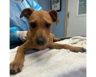 Indie - Mixed Breed (Medium)/Pointer Mix Male Puppy for Adoption