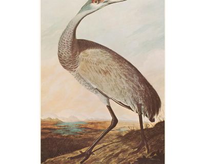 Sandhill Crane After Audubon, American Classical Print