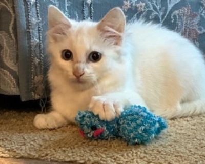 Olaf - Domestic Long Hair Male Cat for Adoption