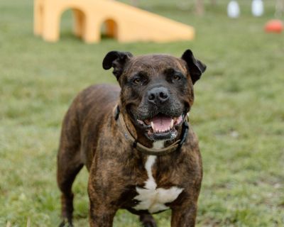 Coco SPECIAL OPTION - Terrier Mix Female Dog for Adoption