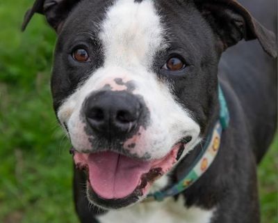 Health Vaccinations up to date, spayed / neutered.. Adult Male Small Black