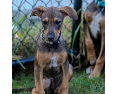 Shyla - Labrador Retriever/Shepherd (Unknown Type) Mix Female Puppy for Adoption