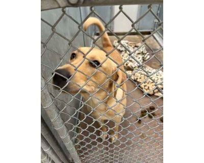 Rudy - Labrador Retriever/Mixed Breed (Medium) Mix Male Dog for Adoption