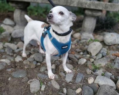 Jack W/ Kayla (K/D FOOD) - Chihuahua Mix Male Dog for Adoption