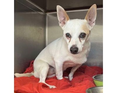 Thanos - Chihuahua/Mixed Breed (Medium) Mix Male Dog for Adoption