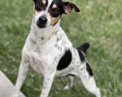 Fred - Jack Russell Terrier/Rat Terrier Mix Male Dog for Adoption
