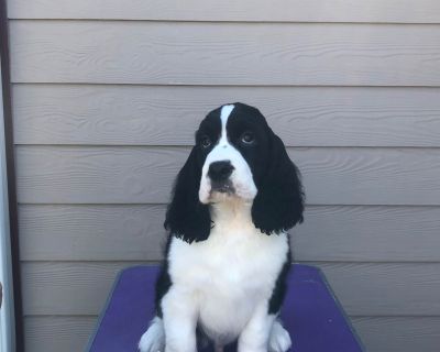 1 Male English Springer Spaniel Puppy for Sale