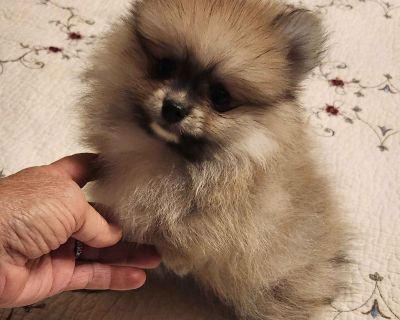 3 Male Pomeranian Puppies for Sale