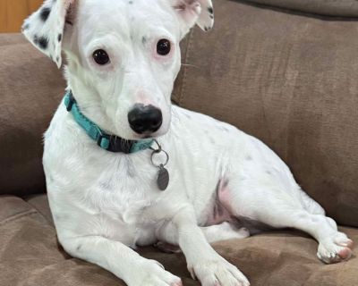 Daquiri Paloma 25-11-020 - Dachshund Mix Female Dog for Adoption