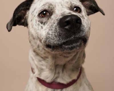 Journey - Mixed Breed Female Dog for Adoption