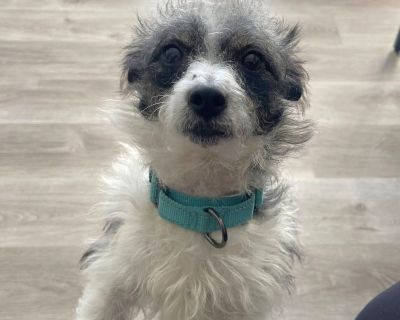 Meet Stewart, aka Stewie! This scruffy little guy was spotted running as a stray in Chester, SC, before making his way to safety. Since arriving, he has proven himself to be a bright, funny, affectionate pup. Stewart is 1-2 years old, 17 lbs, and appears to be a wire-coat Jack Russell Terrier mix. His scruffy coat and signature "poodle-hawk" tuft on his head make him irresistibly adorable. Stew...