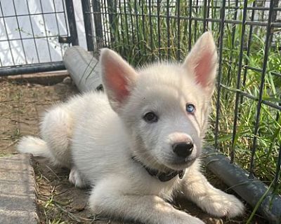 Howl - Husky/Mixed Breed (Medium) Mix Male Puppy for Adoption