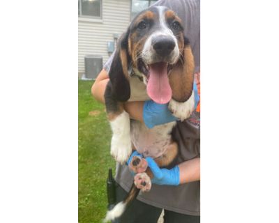 George - Basset Hound/Mixed Breed (Medium) Mix Male Dog for Adoption