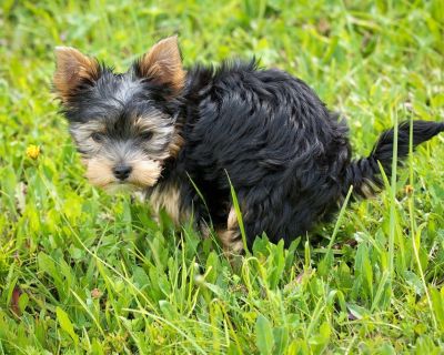 PooGo Pet Waste Removal