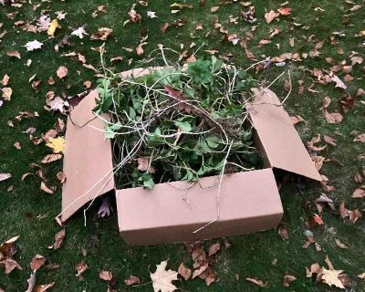 pending pickup - Pachysandra (ground cover) plants