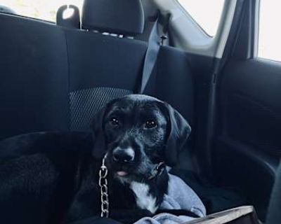 Rhaenyra - Labrador Retriever/Border Collie Mix Female Dog for Adoption