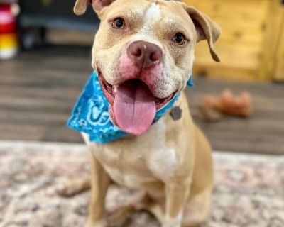 That face that you fell for is the happy-go-lucky heartthrob we call Charlie. He is the kind of dog that meets the world with a big ol smile and all the wiggle-wag one dog can physically create. He is a goofball with bouncy joy, the cutest charm, and some amazing cuddles. Charlie is estimated to be just over one-year-old, he weighs 50-pounds, and we think he is a bit of a lab/bulldog mix but tr...