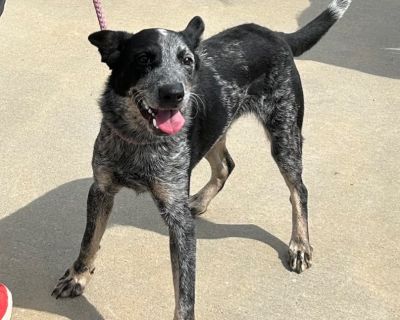 Colt - Australian Cattle Dog / Blue Heeler Mix Male Dog for Adoption