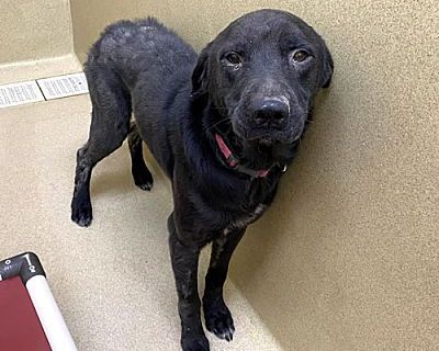 King #10885 - Labrador Retriever Male Dog for Adoption