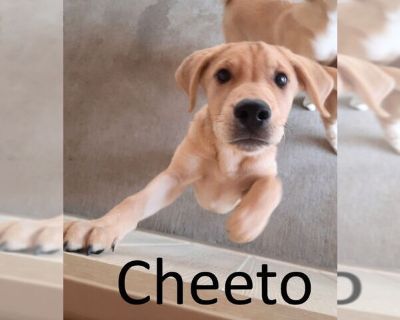 Cheeto - Labrador Retriever Mix Male Puppy for Adoption