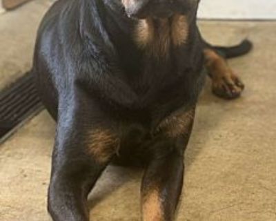 Artemis - Rottweiler Female Dog for Adoption