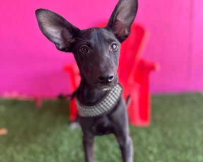 Wonder - Shepherd & Black Labrador Retriever Mix Female Puppy for Adoption