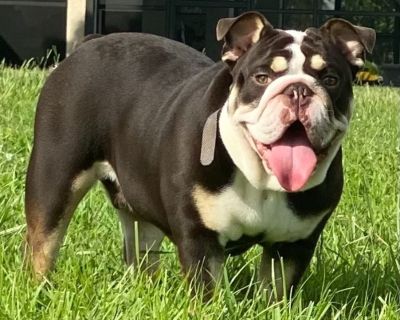 ENGLISH BULLDOG couple