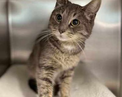 Iris - Domestic Shorthair Female Cat for Adoption