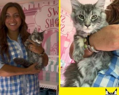 Show potential. Registered. Kittens are given a 1 year health guarantee if contract is followed. First round of vaccine record will be provided. Our kittens are Tica registered & will receive registration paperwork once you have provided neutering information from your veterinary- shot records. I do NOT sell breeding right for our kittens. Hey all you cool cats & kittens!! We have Maine Coons l...