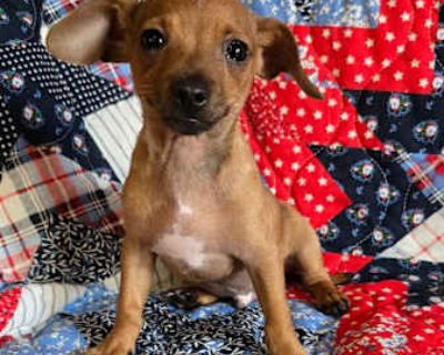 Forest - Terrier (Unknown Type, Small)/Chihuahua Mix Male Puppy for Adoption