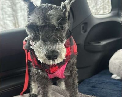 Tess: Needs sponsors! - Female Senior Schnauzer for Adoption