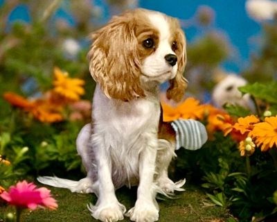 4 Male Cavalier King Charles Spaniel Puppies for Sale