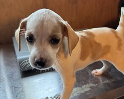 Cortana - Chihuahua/Mixed Breed (Medium) Mix Female Puppy for Adoption