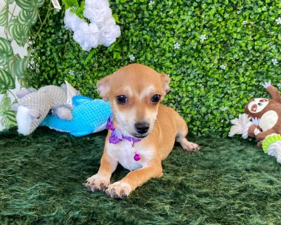 Perla - Chihuahua Mix Female Puppy for Adoption