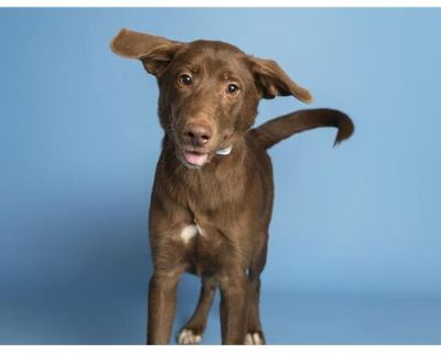 DORY - Labrador Retriever Female Puppy for Adoption