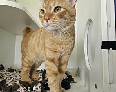 Hamby - American Shorthair Male Cat for Adoption