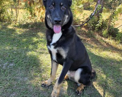 Spike - Dutch Shepherd & German Shepherd Dog Mix Male Puppy for Adoption