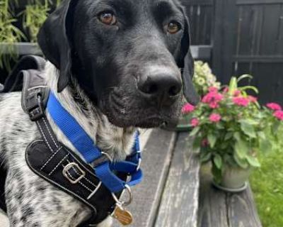 Delhi - Mixed Breed (Medium)/German Shorthaired Pointer Mix Male Dog for Adoption