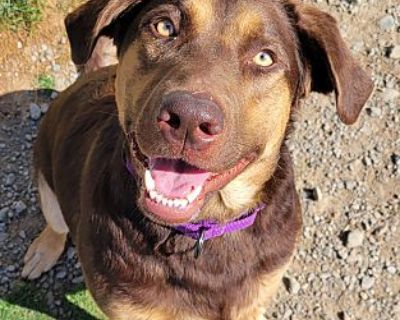 Kova - Labrador Retriever/Shepherd (Unknown Type) Mix Female Dog for Adoption