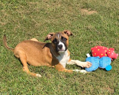 Niabi - Boxer & Catahoula Leopard Dog Mix Female Dog for Adoption