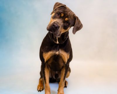 Pen 168c 'Bleu' - Rottweiler & Pit Bull Terrier Mix Male Dog for Adoption