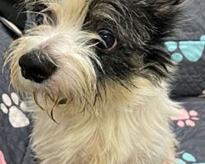 Buby - Terrier (Unknown Type, Small) Male Dog for Adoption