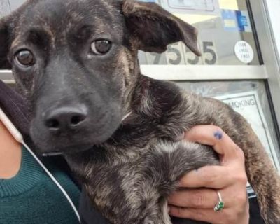 Characteristics Curious, Friendly, Playful Coat length Short Health Vaccinations up to date.. Puppy Female Large Brindle